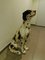 Großer dalmatinischer Hund 10