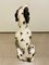 Grand Chien Dalmatien 3