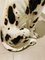 Cane dalmata grande, Immagine 15