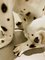 Cane dalmata grande, Immagine 4