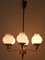Mid-Century Modern Tulipan Hängelampe oder Kronleuchter mit Sechs Leuchten von Kaiser, 1950er 12