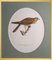 Magnus von Wright, Birds Composition, Svenska Faglar, Ornithology Drucke, 19. Jh., 10er Set 14