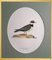 Magnus von Wright, Birds Composition, Svenska Faglar, Ornithology Drucke, 19. Jh., 10er Set 11