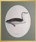 Magnus von Wright, Birds Composition, Svenska Faglar, Ornithology Drucke, 19. Jh., 10er Set 8