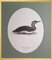 Magnus von Wright, Birds Composition, Svenska Faglar, Ornithology Drucke, 19. Jh., 10er Set 9