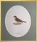 Magnus von Wright, Birds Composition, Svenska Faglar, Ornithology Drucke, 19. Jh., 10er Set 10