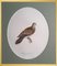 Magnus von Wright, Birds Composition, Svenska Faglar, Ornithology Drucke, 19. Jh., 10er Set 7