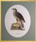 Magnus von Wright, Birds Composition, Svenska Faglar, Ornithology Drucke, 19. Jh., 10er Set 12