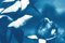 Kind of Cyan, Wild Blue Flowers, 2020, Cyanotype & Impression sur Papier Aquarelle 5