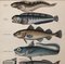 Lorenz Oken, Natural History, 1843, Hand Farbige Lithographien, 6er Set 8