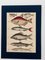 Lorenz Oken, Natural History, 1843, Hand Coloured Lithographs, Set of 6 17