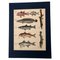 Lorenz Oken, Natural History, 1843, Hand Farbige Lithographien, 6er Set 1