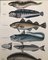 Lorenz Oken, Natural History, 1843, Hand Coloured Lithographs, Set of 6 9