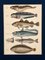 Lorenz Oken, Natural History, 1843, Hand Farbige Lithographien, 6er Set 6