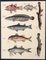 Lorenz Oken, Natural History, 1843, Hand Coloured Lithographs, Set of 6, Image 2