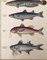 Lorenz Oken, Natural History, 1843, Hand Farbige Lithographien, 6er Set 3