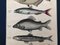 Lorenz Oken, Natural History, 1843, Hand Coloured Lithographs, Set of 6, Image 19