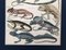 Lorenz Oken, Natural History, 1843, Hand Coloured Lithographs, Set of 6, Image 16