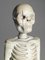 Stehendes menschliches Skelett aus Holz, Südostasien, 20. Jh 4