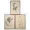 Academic Drawings, Charcoal Pencil on Paper, Framed, Set of 3 1