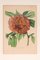 Louis-Aristid-Léon Constans, Botanische Grafik Ryc. 59, Band 2 von Paxton's Flower Garden, 1850er, gerahmt 2