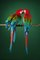 Macaw #2, 2013 6