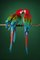 Macaw #2, 2013, Archival Pigment Print, Image 6