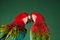 Macaw #2, 2013 7