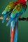 Macaw #2, 2013 3