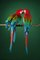 Macaw #2, 2013, Archival Pigment Print, Image 1