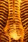 Lampadario lungo in vetro di Murano dorato, Immagine 17