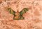 Genia Chef, The Bat Night-Tischlampe, Aquarell & Mixed Media, gerahmt 1