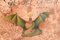 Genia Chef, The Bat Night-Tischlampe, Aquarell & Mixed Media, gerahmt 7