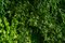 Modular Meleda Vertical Garden Wall Panel from VGnewtrend 5