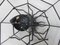 Schwarze Wanddekoration Spider aus Eisen, 1950er 17