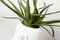 Italian Ceramic Obice David Ears Vase with Aloe from VGnewtrend 4