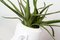 Italian Ceramic Obice David Ears Vase with Aloe from VGnewtrend, Image 4