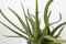 Italian Ceramic Obice David Ears Vase with Aloe from VGnewtrend 3