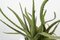Italian Ceramic Obice David Ears Vase with Aloe from VGnewtrend, Image 3