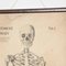 Cartellone educativo sull'anatomia, Cecoslovacchia, inizio XX secolo, set di 3, Immagine 13