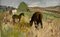 Leonid Vaichilia, Grazing Horses, 1965, Oil on Canvas, Framed 2