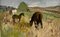 Leonid Vaichilia, Grazing Horses, 1965, Oil on Canvas, Framed, Image 2