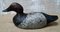 Hand Carved Wood Decoy Duck 1