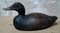 Hand Carved Wood Decoy Duck, Image 2