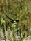 Georgij Moroz, Magpie in the Woods, Olio su tela, Immagine 3