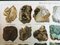 Minéraux et Roches. Graphiques Encyclopédiques, Allemagne, Chromolithographie 4