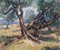 The Old Olive Tree, Late 20th Century, Oil on Canvas, Framed 2