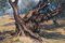 The Old Olive Tree, Late 20th Century, Oil on Canvas, Framed 3