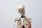 Esqueleto humano, Checoslovaquia, años 70, Imagen 8