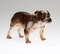 Bulldog from Royal Doulton, Image 1